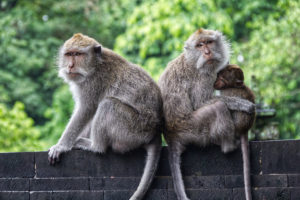 Bali / Kukuh / Alas Kedaton / Makaken