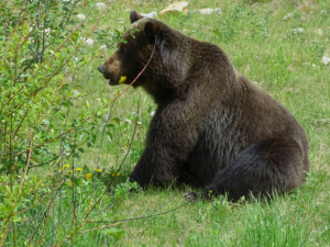 British Columbia / Mount Robson Park / Grizzly