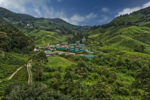 Cameron Highlands / Sungai Palas Teeplantage