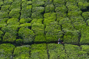 Cameron Highlands / Sungai Palas Teeplantage