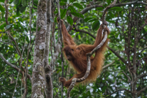 Sarawak / Kuching / Semengok Research Centre / Orang Utan