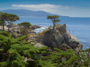Kalifornien / Monterey / 17-Mile-Drive / Lone Cypress